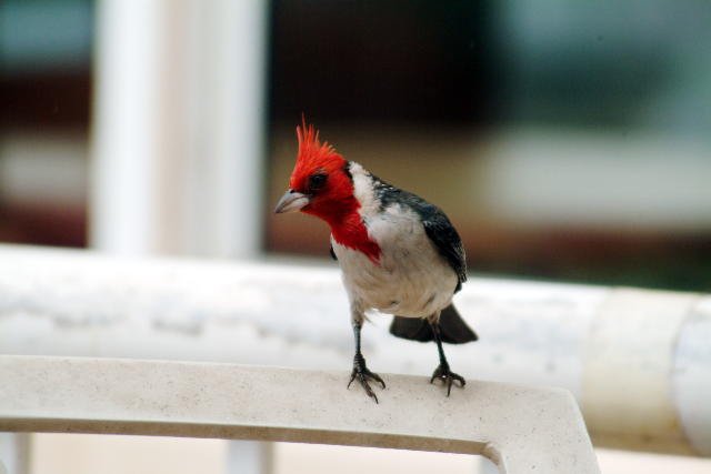 Brazilian Cardinal