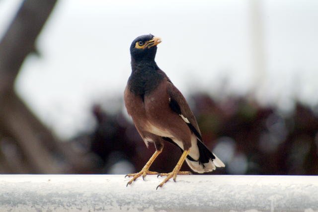 Common Myna