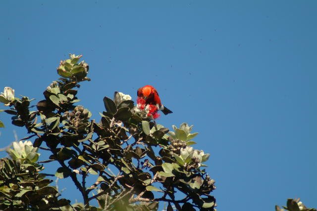 I'iwi <i>Vestiaria coccinea</i>